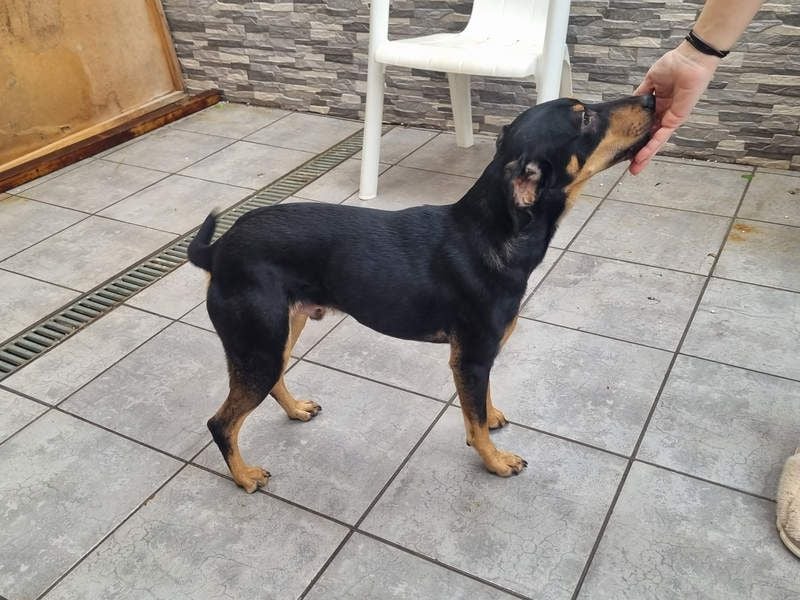 Unkomplizierte BARDOT-anhänglich, liebevoll, vertrauensvoll auf der Suche nach ihrer Für-immer-Fam.