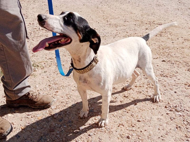 MONET-ein Herz auf 4 Pfoten mit außergewöhnlicher Loyalität sucht liebevolle Heimat