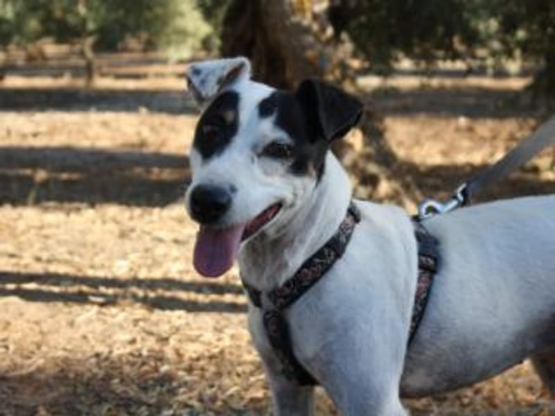 Volltreffer LAKI-steckt voller Energie, Lebensfreude mit gutem Gemüt sucht sehnsüchtig ihre Familie