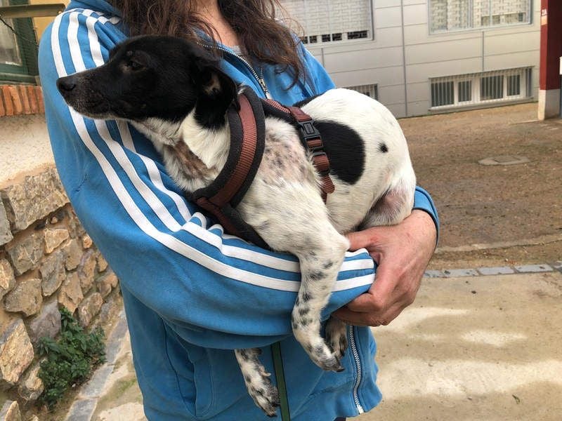 ORION-keiner Sonnenschein sucht dringend liebevolles Für-immer-Zuhause