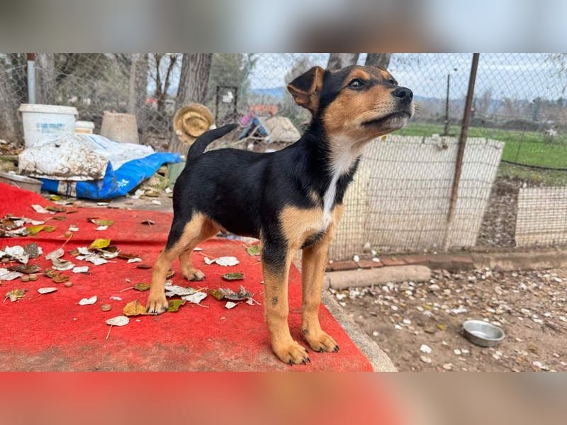 Süß, süßer ESTESO-aufgeweckt, voller verspielter Freude sitzt er auf gepacktem Köfferchen