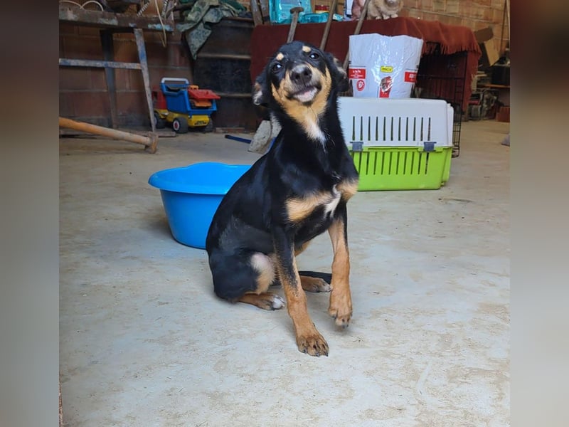 PEPITA-verspieltes, fröhiches Mädchen wartet sehnsüchtig auf liebevolles Für-immer-Zuhause