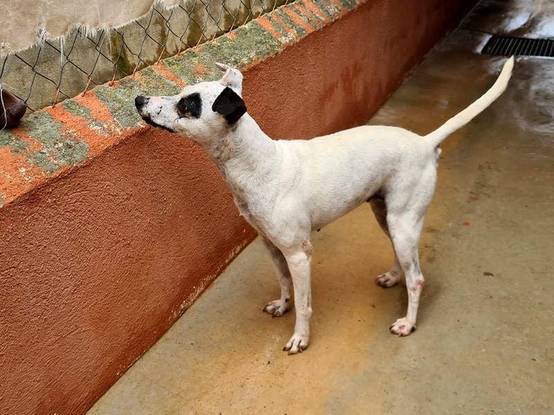 ENOLA-wartet auf ihr liebevolles Zuhause in dem sie für immer glücklich sein darf