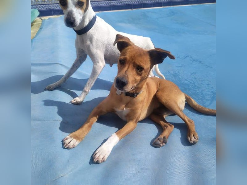 LEONARDO - anhänglich und gehorsam