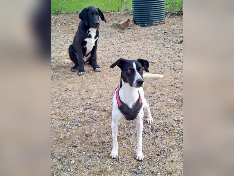 MASAI-sehr lieb, sanfte Seele sucht ihr liebevolles Für-immer-Zuhause