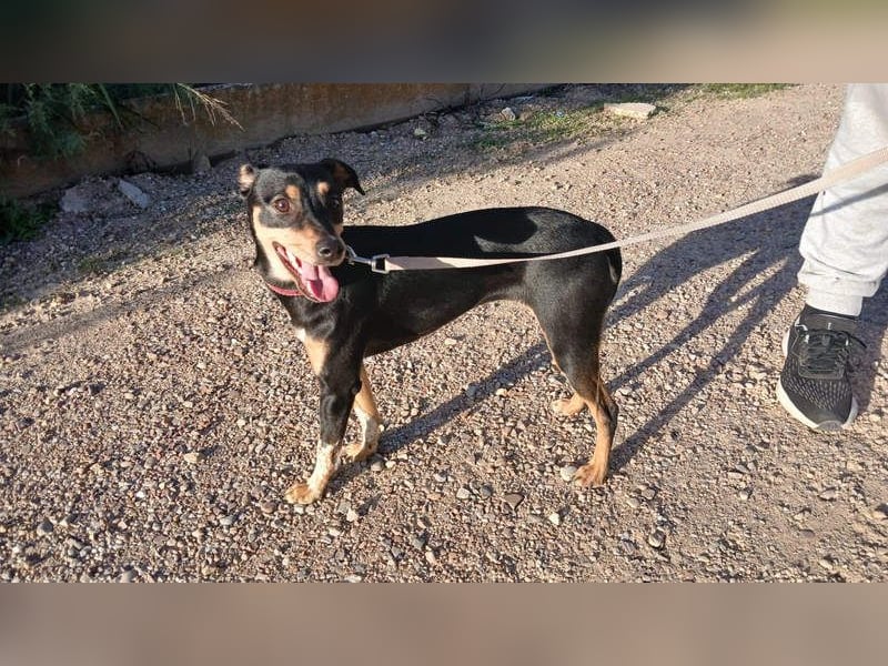 ZOE-überaus freundliche kleine Maus sucht sehnsüchtig ihr liebevolles Für-immer-Zuhause