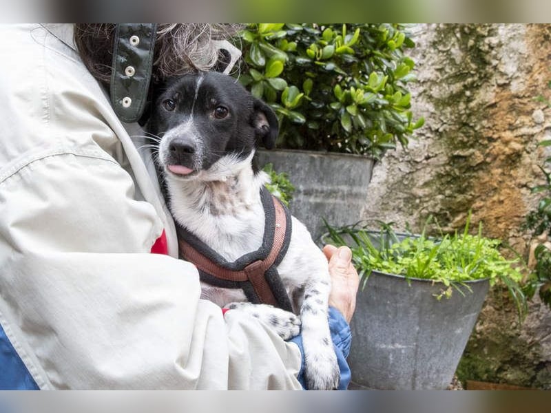 ORION-keiner Sonnenschein sucht dringend liebevolles Für-immer-Zuhause