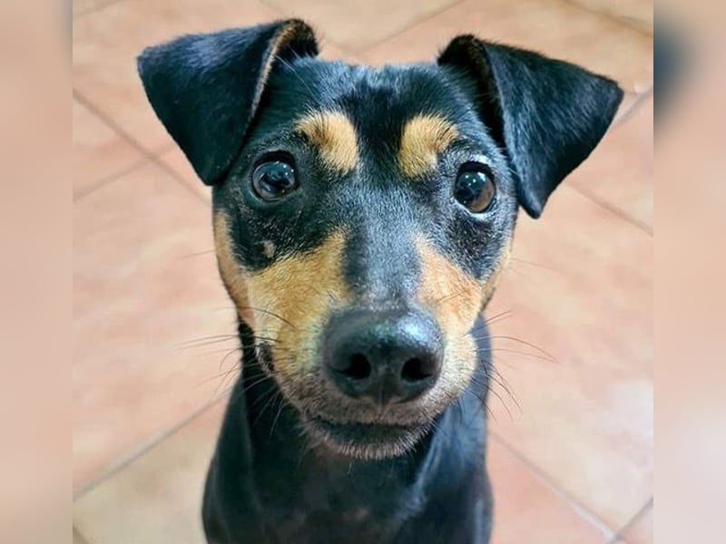 Herzallerliebste PINKY-sehr lieb, verschmust,sozial auf der Suche nach liebevollem Für-immer-Zuhause