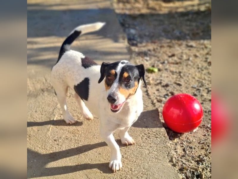 DUDLEY-menschenbezogen und verschmust sehnt er sich nach seiner liebevollen Für-immer Familie