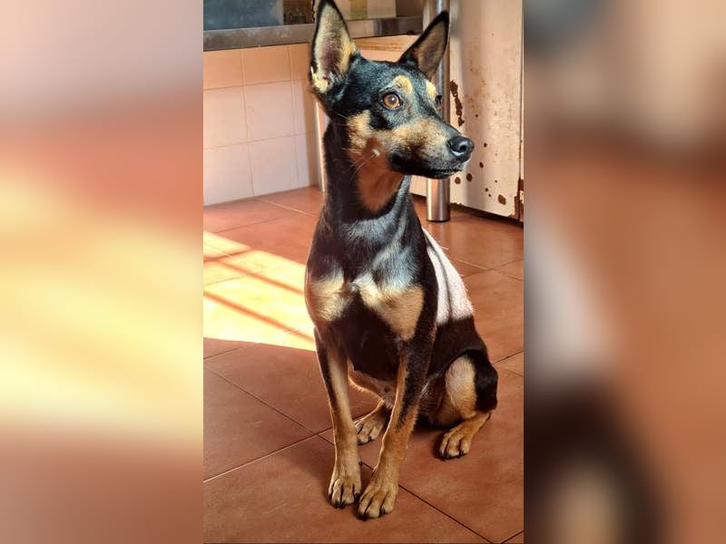 NEFERTARI-sehr liebes, zartes, verschmustes, soziales Hundemädchen sucht sein Für-immer-Plätzchen