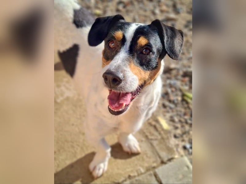 DUDLEY-menschenbezogen und verschmust sehnt er sich nach seiner liebevollen Für-immer Familie