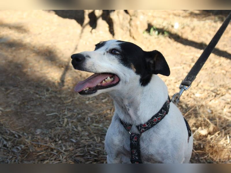 LAKY-freundlich, gesellig, lebhaft, fröhlich wartet sie sehnsüchtig auf ihre liebevolle Familie