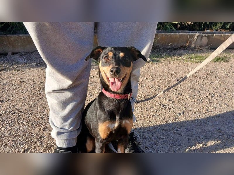 ZOE-überaus freundliche kleine Maus sucht sehnsüchtig ihr liebevolles Für-immer-Zuhause