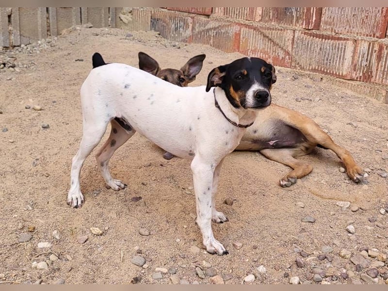 REDFORD-wartet in 87700 Memmingen auf liebevolles Zuhause