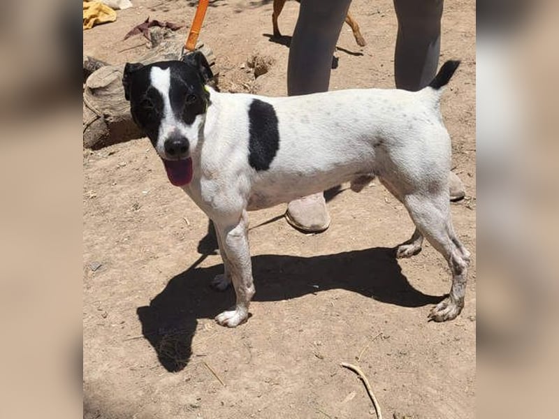 GOLFO-fröhlicher Menschenfreund sucht sein Für-immer-Zuhause