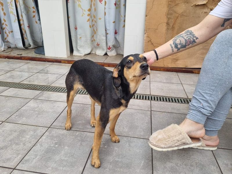 Unkomplizierte BRIGITTE-liebevoll, voller Vertrauen und mit Hoffnung auf ein lievevolles Zuhause