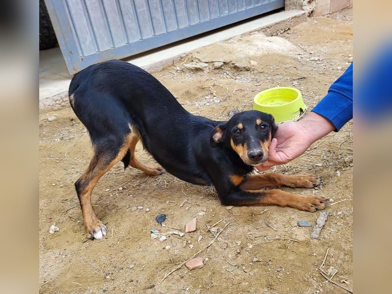 PEPITA-verspieltes, fröhiches Mädchen wartet sehnsüchtig auf liebevolles Für-immer-Zuhause