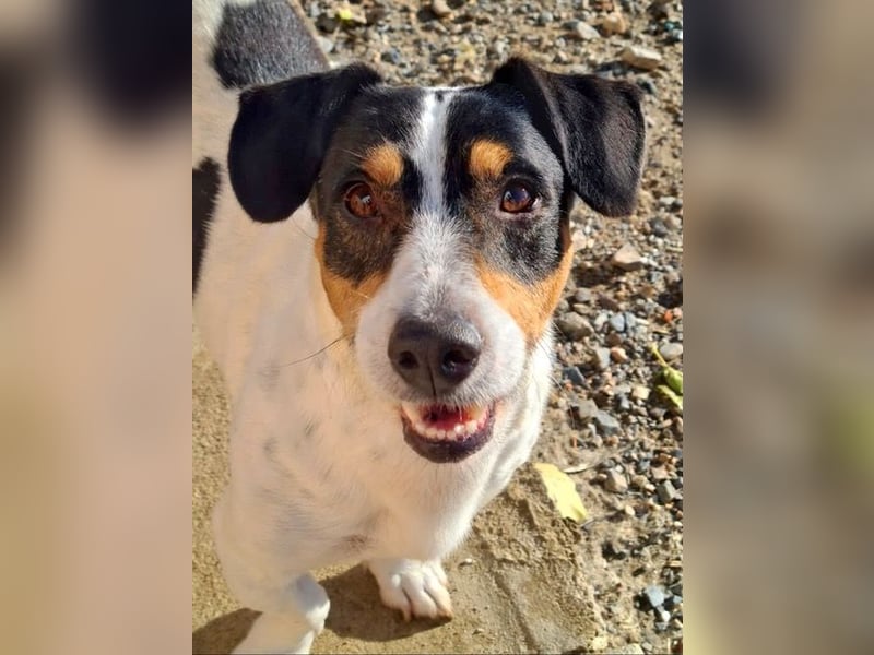 DUDLEY-menschenbezogen und verschmust sehnt er sich nach seiner liebevollen Für-immer Familie