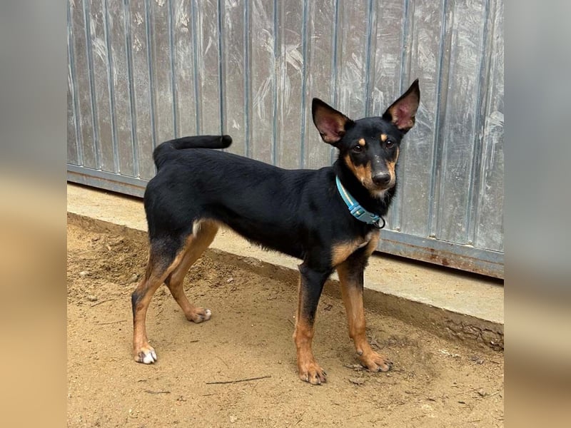 PEPITA-verspieltes, fröhiches Mädchen wartet sehnsüchtig auf liebevolles Für-immer-Zuhause