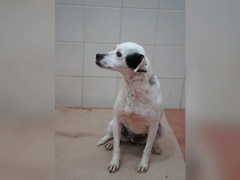 Zuckersüße LENI-lieb, sanft, bescheiden, ruhig wartet sie sehnsüchtig auf ihr liebevolles Zuhause