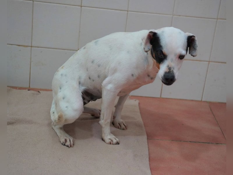 Zuckersüße LENI-lieb, sanft, bescheiden, ruhig wartet sie sehnsüchtig auf ihr liebevolles Zuhause