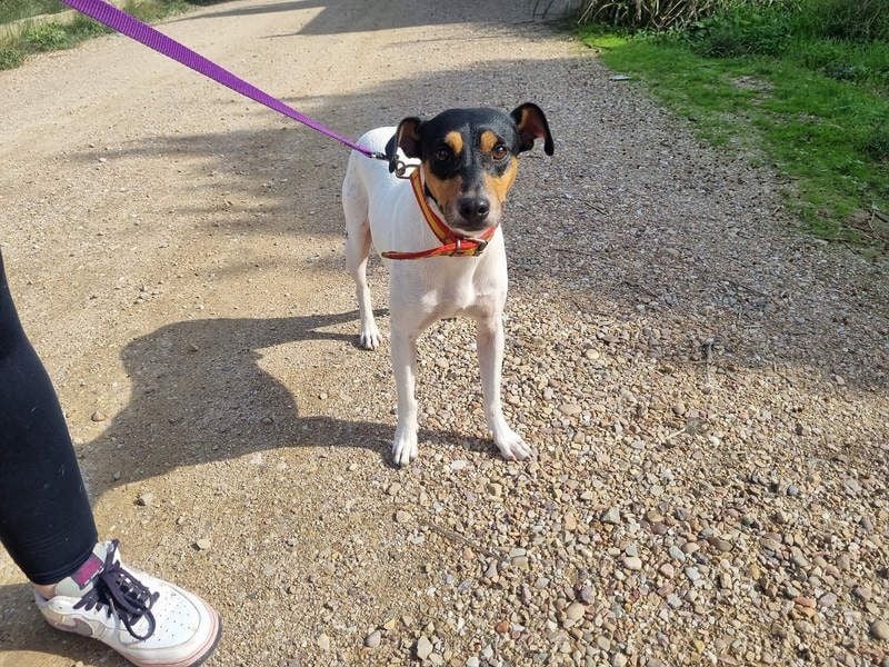 BAMBINO-sanfte, gelassene Seele mit großem Herzen wartet sehnsüchtig auf sein Für-Immer-Zuhause