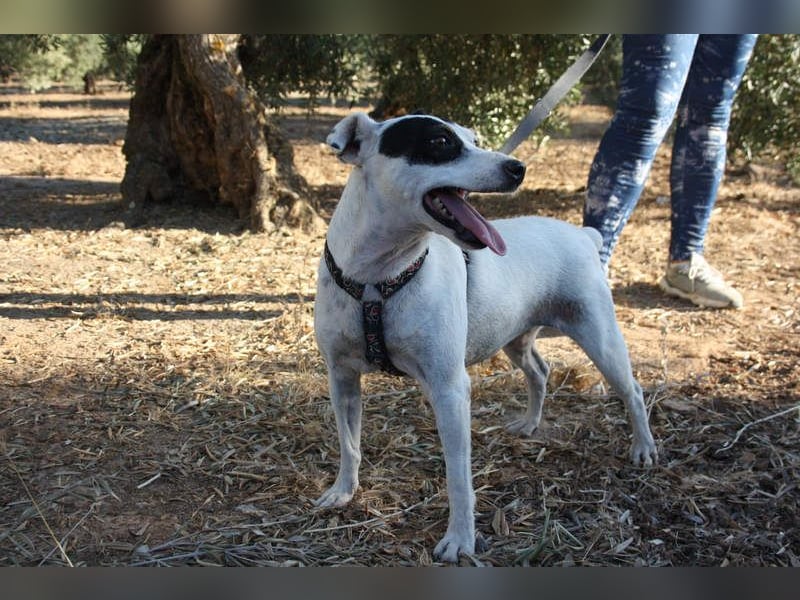 LAKY-freundlich, gesellig, lebhaft, fröhlich wartet sie sehnsüchtig auf ihre liebevolle Familie