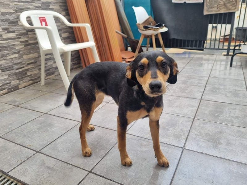 Unkomplizierte BRIGITTE-liebevoll, voller Vertrauen und mit Hoffnung auf ein lievevolles Zuhause