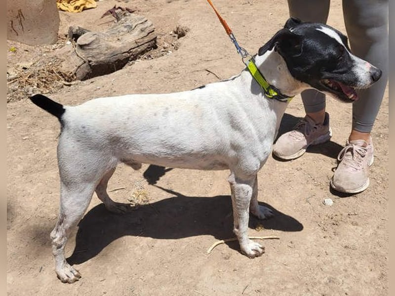 GOLFO-fröhlicher Menschenfreund sucht sein Für-immer-Zuhause