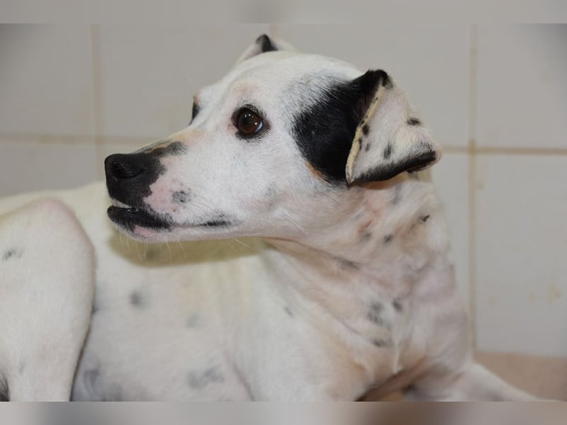 Zuckersüße LENI-lieb, sanft, bescheiden, ruhig wartet sie sehnsüchtig auf ihr liebevolles Zuhause