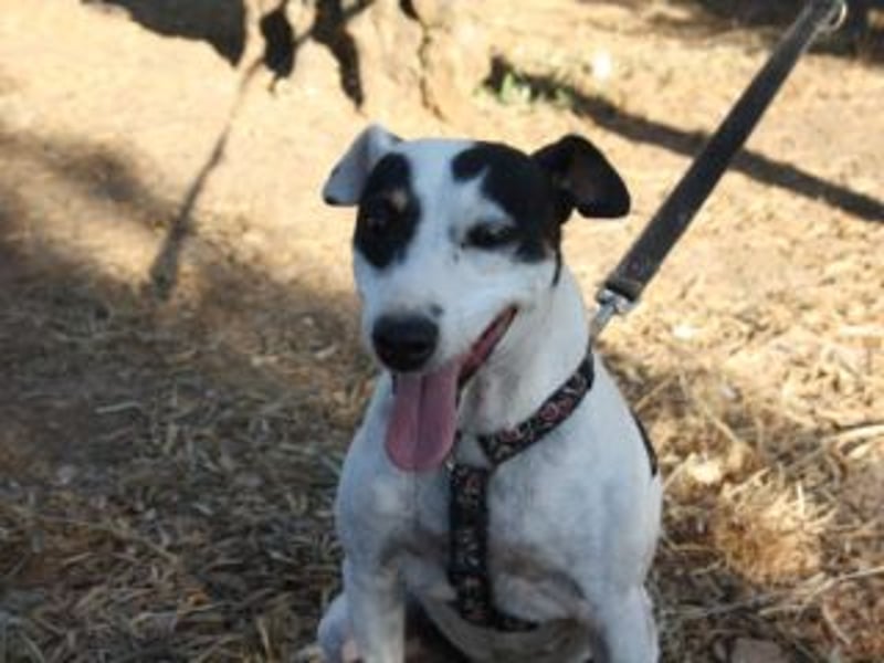 Volltreffer LAKI-steckt voller Energie, Lebensfreude mit gutem Gemüt sucht sehnsüchtig ihre Familie