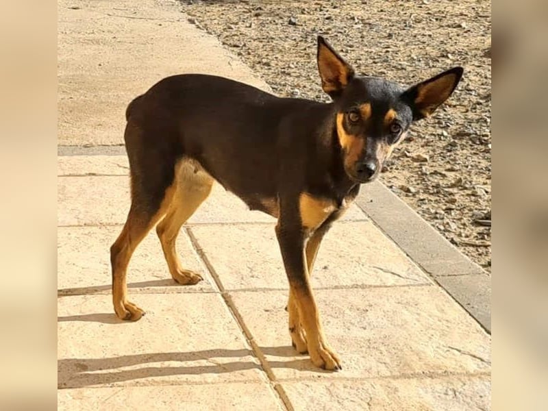 NEFERTARI-sehr liebes, zartes, verschmustes, soziales Hundemädchen sucht sein Für-immer-Plätzchen