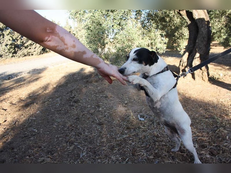 Volltreffer LAKI-steckt voller Energie, Lebensfreude mit gutem Gemüt sucht sehnsüchtig ihre Familie
