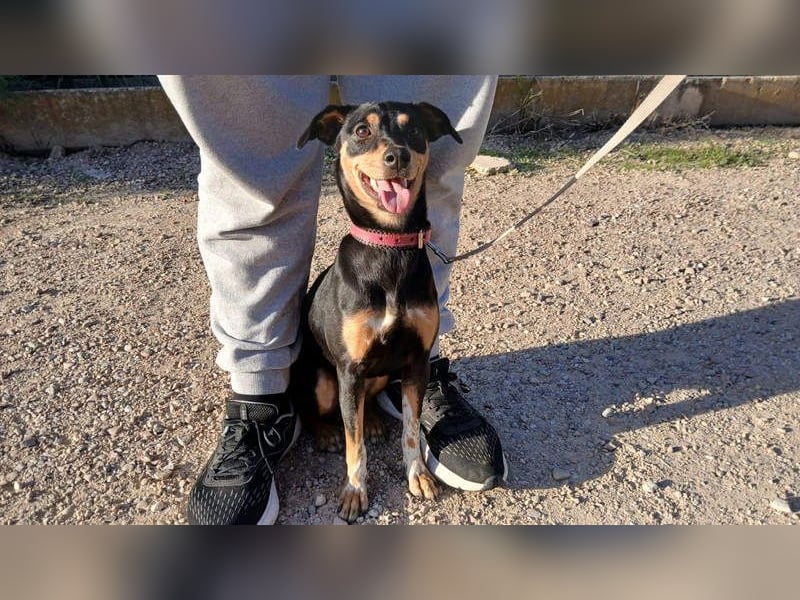 ZOE-überaus freundliche kleine Maus sucht sehnsüchtig ihr liebevolles Für-immer-Zuhause