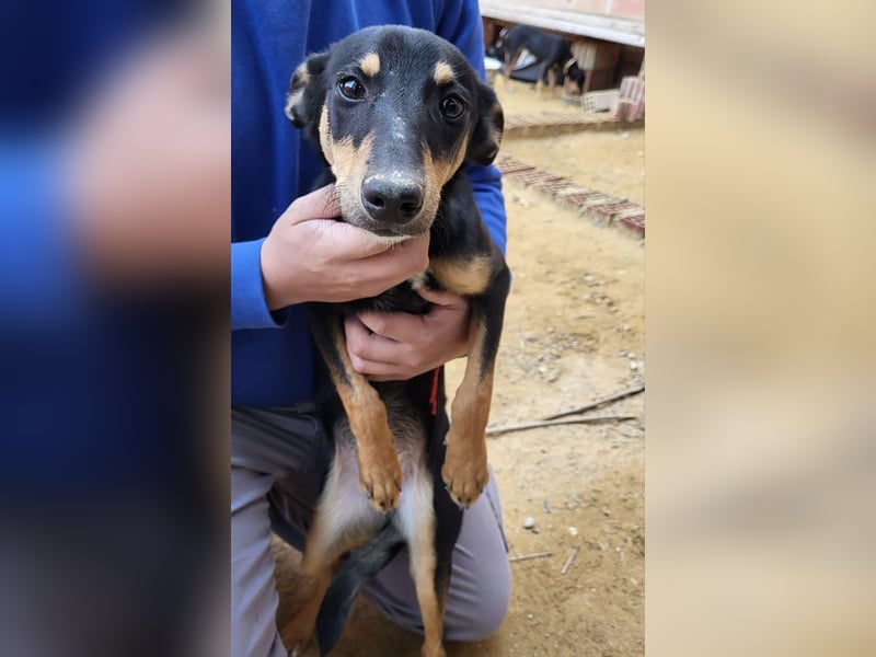 PEPITA-verspieltes, fröhiches Mädchen wartet sehnsüchtig auf liebevolles Für-immer-Zuhause