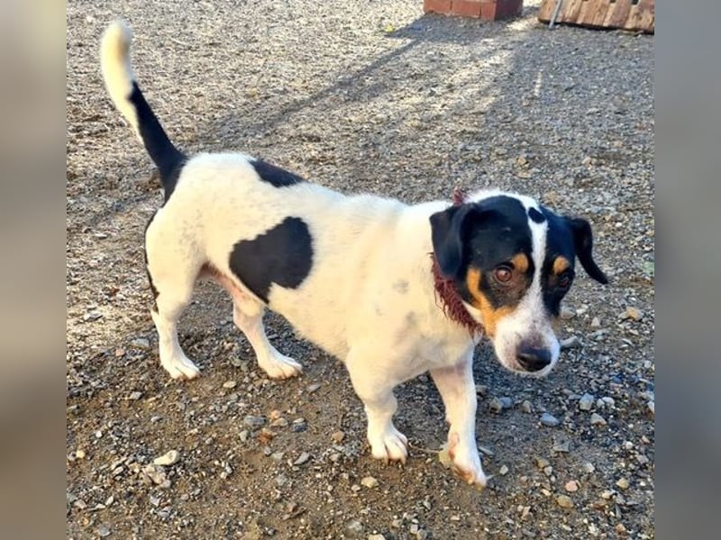 DUDLEY-menschenbezogen und verschmust sehnt er sich nach seiner liebevollen Für-immer Familie