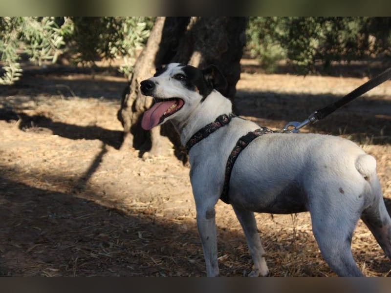 LAKY-freundlich, gesellig, lebhaft, fröhlich wartet sie sehnsüchtig auf ihre liebevolle Familie