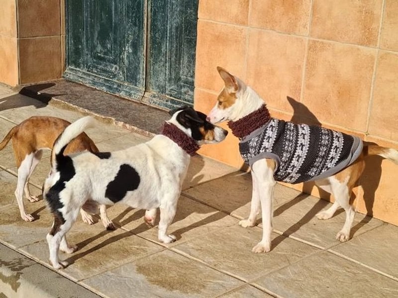 DUDLEY-menschenbezogen und verschmust sehnt er sich nach seiner liebevollen Für-immer Familie