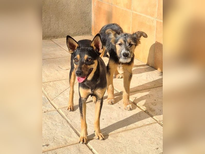 NEFERTARI-sehr liebes, zartes, verschmustes, soziales Hundemädchen sucht sein Für-immer-Plätzchen