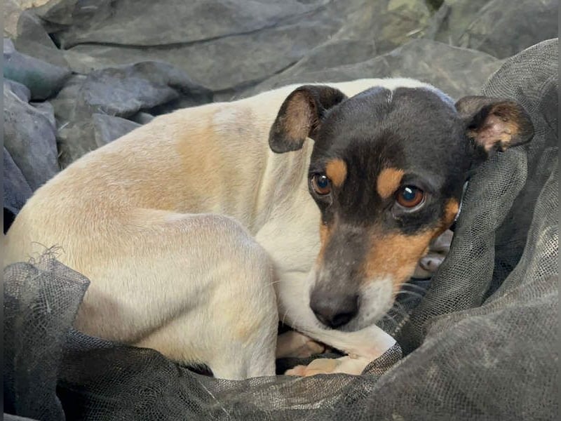 O`HARA - gesellig und anhänglich