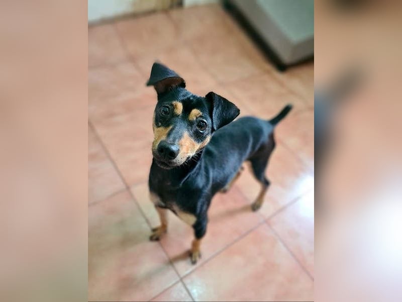 Herzallerliebste PINKY-sehr lieb, verschmust,sozial auf der Suche nach liebevollem Für-immer-Zuhause