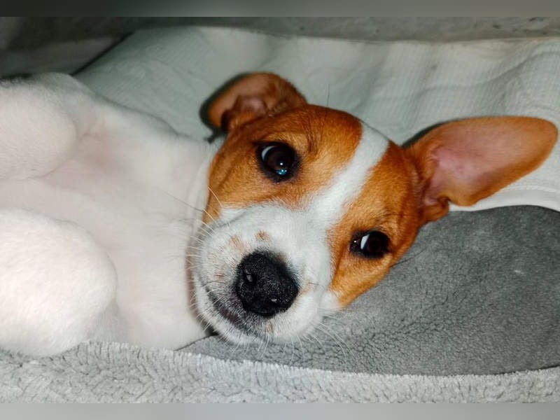 JACKIE-gut sozialisierter, unbeschwerter, liebevoller Schatz sucht sein Für-immer-Zuhause