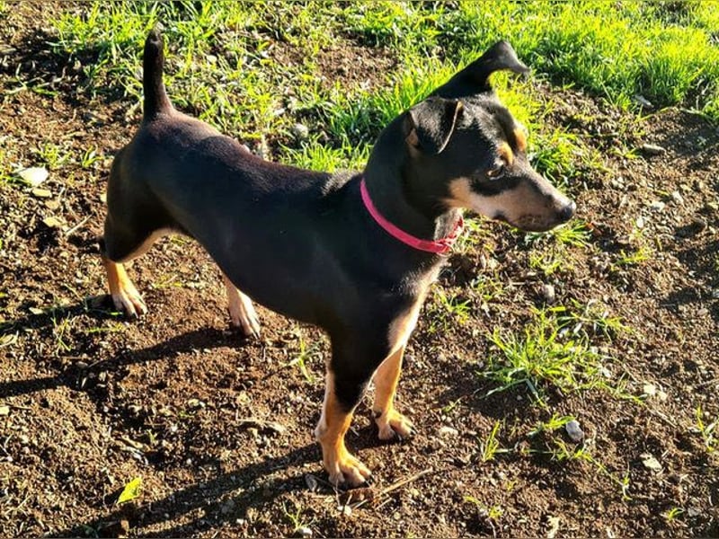 Herzallerliebste PINKY-sehr lieb, verschmust,sozial auf der Suche nach liebevollem Für-immer-Zuhause