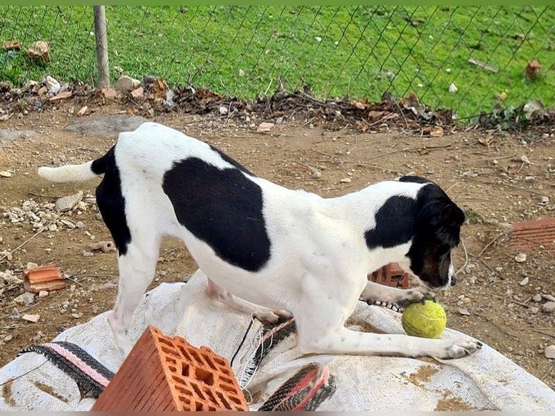 MASAI-sehr lieb, sanfte Seele sucht ihr liebevolles Für-immer-Zuhause