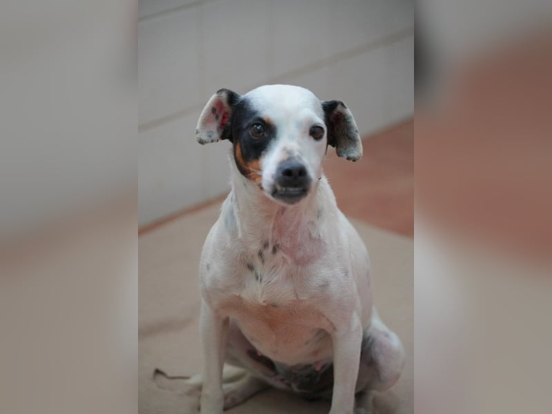 Zuckersüße LENI-lieb, sanft, bescheiden, ruhig wartet sie sehnsüchtig auf ihr liebevolles Zuhause