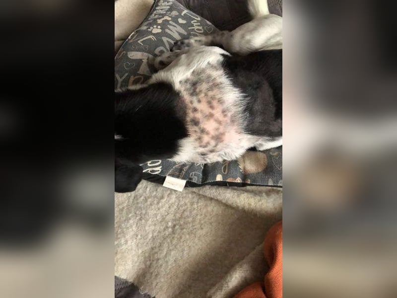 ORION-keiner Sonnenschein sucht dringend liebevolles Für-immer-Zuhause