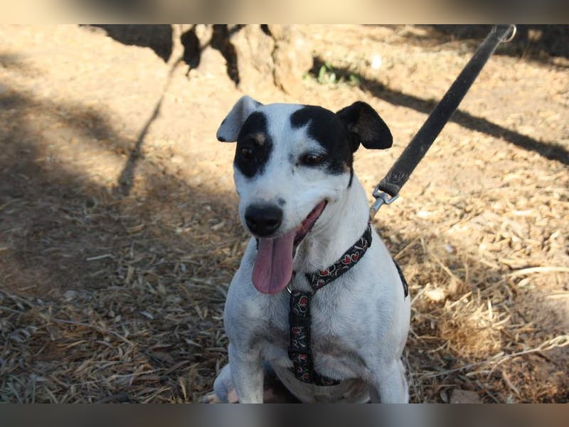 LAKY-freundlich, gesellig, lebhaft, fröhlich wartet sie sehnsüchtig auf ihre liebevolle Familie