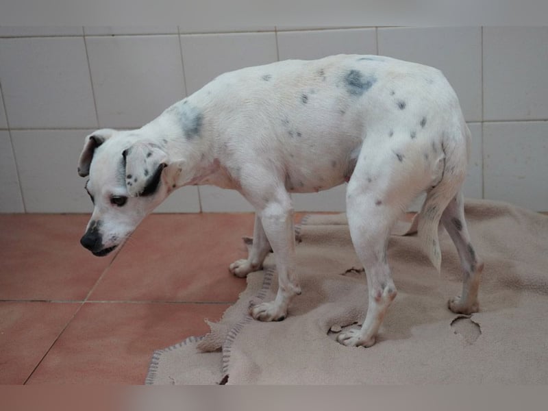 Zuckersüße LENI-lieb, sanft, bescheiden, ruhig wartet sie sehnsüchtig auf ihr liebevolles Zuhause