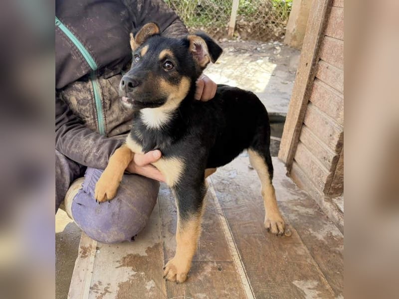 Süß, süßer, VALENTINO-aufgeweckt, voller verspielter Freude wartet er auf gepacktem Köfferchen