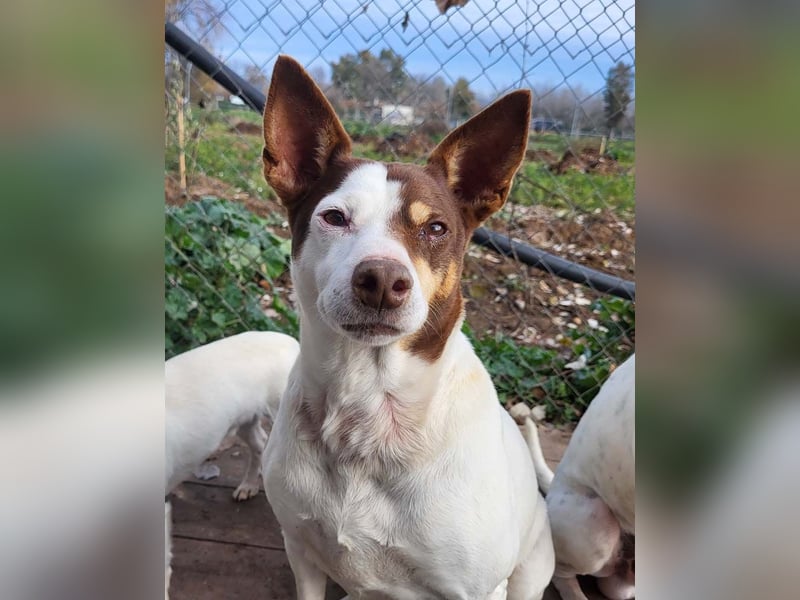 Süße CUQUI-anpassungsfähig, folgsam,hochmotiviert-wer bietet ihr ein liebevolles "Für-immer Zuhause"